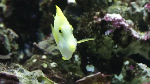 Yellow surgeon fish Video stock 129833761