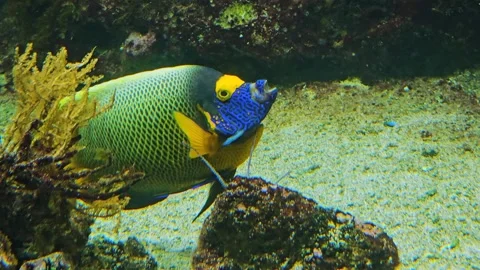 Yellow Surgeon fish Video stock 277539596