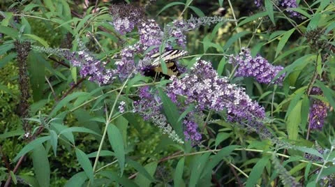 Yellow swallowtail butterfly Stock Footage 12169908