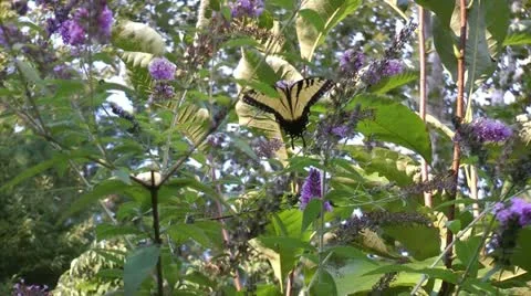 Yellow swallowtail butterfly Stock Footage 12169940