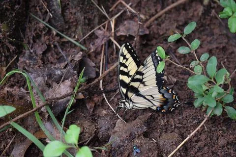 Yellow swallowtail on a butterfly on leaf Stock Photos