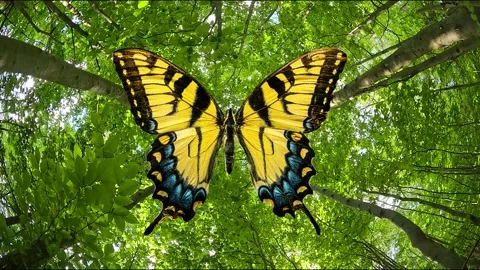 Yellow swallowtail butterfly with open wings in green forest background. Anim Stock Footage 340260577