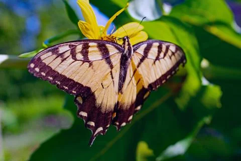 Yellow Swallowtail Butterfly Stock Photos