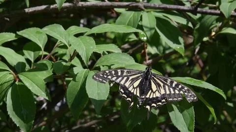 Yellow swallowtail butterfly sunbathing Stock Footage 82446838
