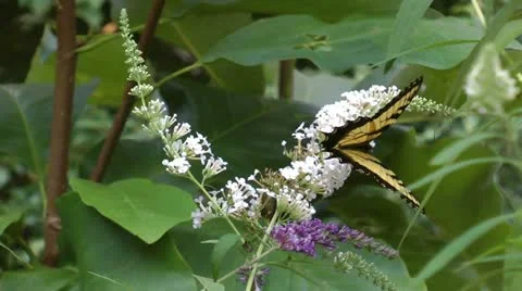Yellow swallowtail Stock Footage 12169894