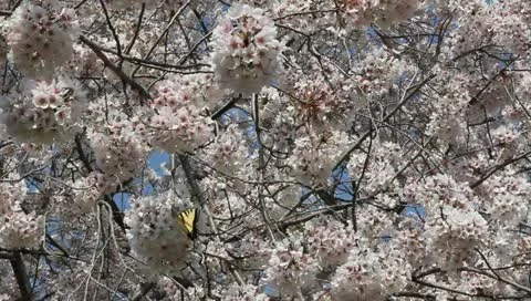 Yellow swallowtail loves cherry tree Stock Footage 11019651