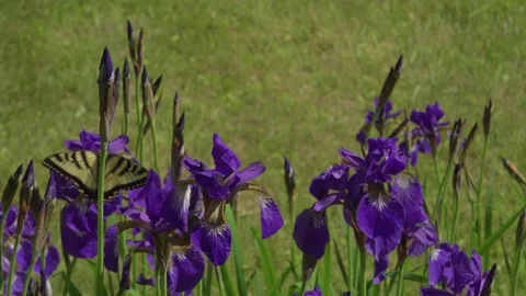 A yellow Swallowtail pollinates purple Iris flowers Stock Footage 322143677