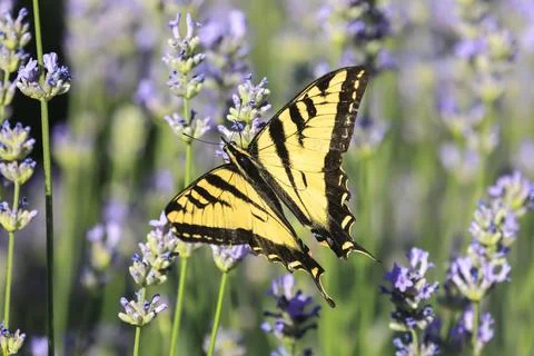 Yellow swallowtail with spread wings. Stock Photos