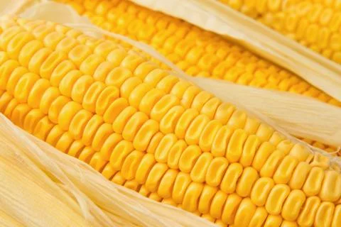 Yellow sweet corn for background Stock Photos