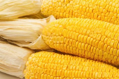 Yellow sweet corn cob for background Stock Photos