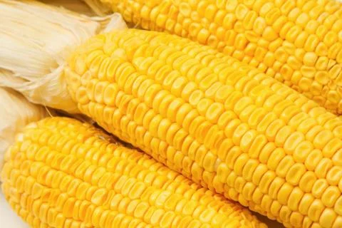 Yellow sweet corn cob for background Stock Photos