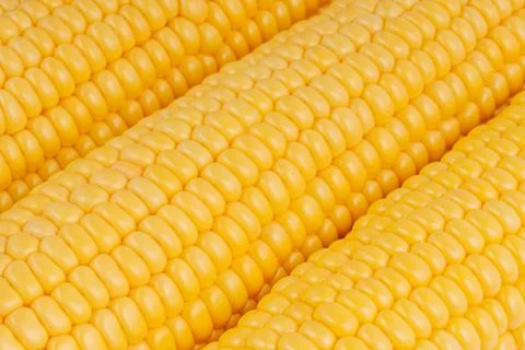 Yellow sweet corn macro background Stock Photos