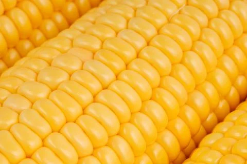 Yellow sweet corn macro background Stock Photos