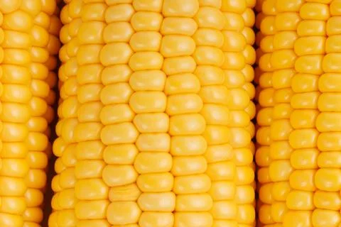 Yellow sweet corn macro background Stock Photos