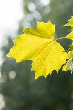 Yellow sycamore leaf Stock Photos