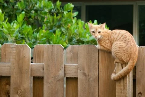 Yellow tabby cat Stock Photos