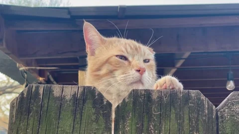 Yellow Tabby Tomcat With Clipped Year Video stock 166363387