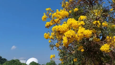 Yellow Tabebuia Tree Stock Footage 286295688