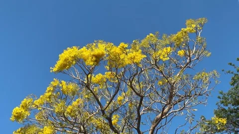 Yellow Tabebuya Tree Swayed by Wind Blowing. Vídeos de archivo 287583188