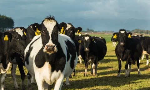 Yellow tag cows Stock Photos