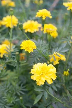 Yellow tagetes also known as marigold Stock Photos