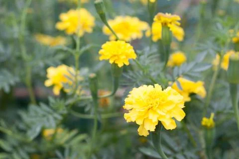 Yellow tagetes also known as marigold Stock Photos