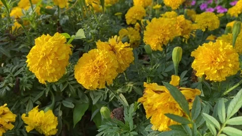 Yellow Tagetes erecta flowers blooming in a field with green leaves Stock Footage 313475853