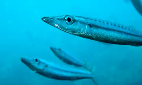 Yellow tail barracuda Foto stock