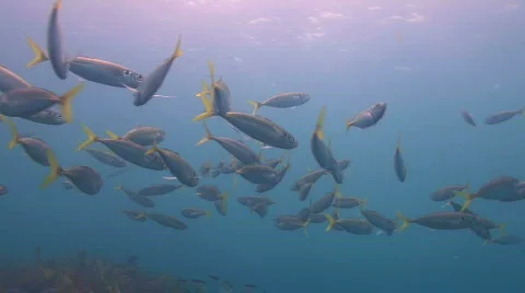 Yellow Tail Stock Footage 264044