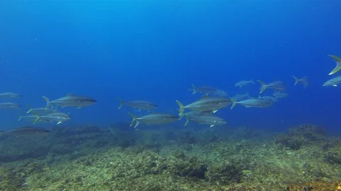 Yellow Tail Jack Fish School &amp; Zebra Shark Or Leopard Shark In Sunlit Blue Sea Stock Footage 115862837