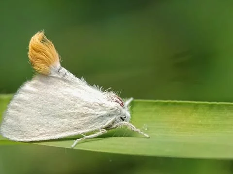 Yellow tail Stock Photos