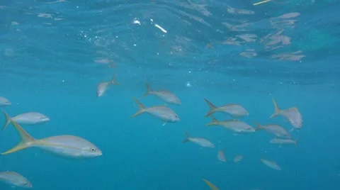 Yellow Tail Snappers Feeding Stock Footage 7905270