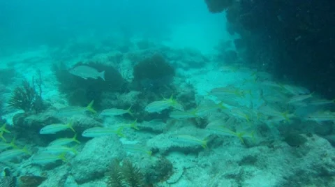 Yellow Tail Snappers on Reef Stock Footage 7905261