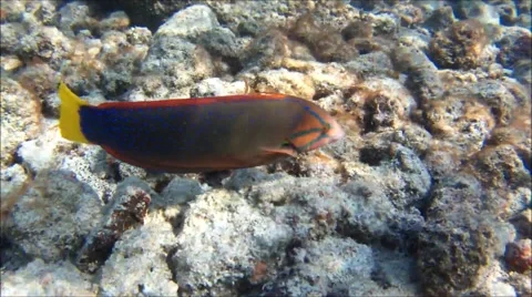Yellow-tail Wrasse Stockbeeldmateriaal 52585812