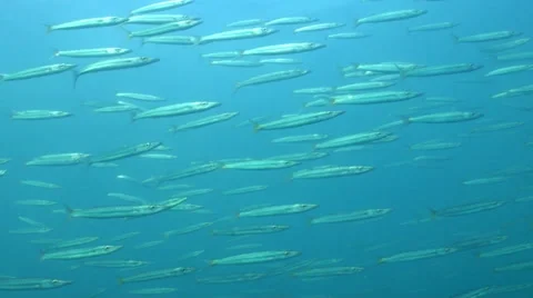Yellow tailed barracuda school Stock Footage 33102910