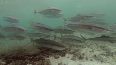 Yellow Tailed Kingfish Stock Footage 70023382