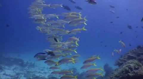 Yellow Tailed school of fish Video stock 10565160