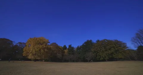 A yellow tall gingko tree at the public park in Tokyo in autumn wide shot Stock Footage 303735621