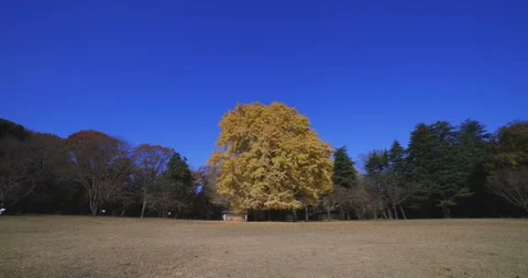A yellow tall gingko tree at the public park in Tokyo in autumn wide shot Stock Footage 303735624