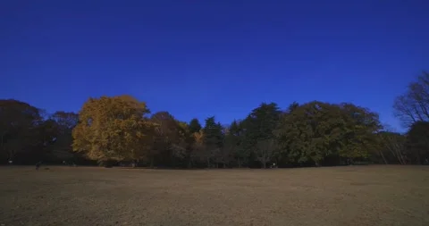 A yellow tall gingko tree at the public park in Tokyo in autumn wide shot tilt Stock Footage 303735647