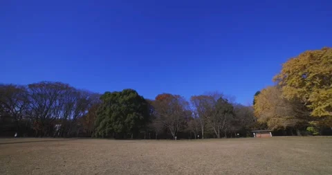 A yellow tall gingko tree at the public park in Tokyo in autumn wide shot Stock Footage 303736331