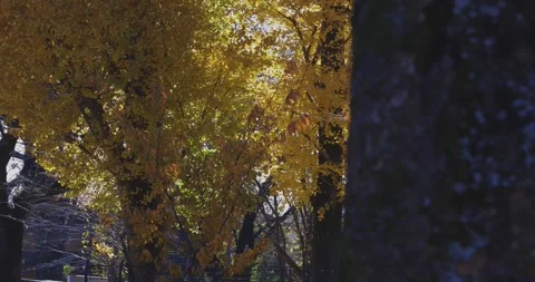 A yellow tall gingko tree at the public park in Tokyo in autumn Stock Footage 303736601