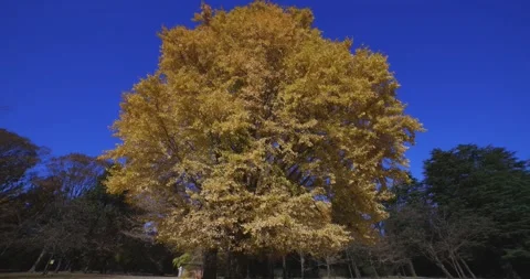 A yellow tall gingko tree at the public park in Tokyo in autumn wide shot tilt Stock Footage 303736657