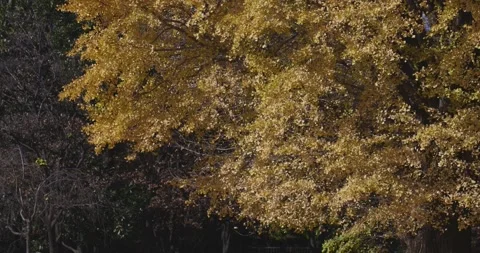 A yellow tall gingko tree at the public park in Tokyo in autumn Stock Footage 303736730