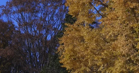 A yellow tall gingko tree at the public park in Tokyo in autumn tilt up Stock Footage 303736761