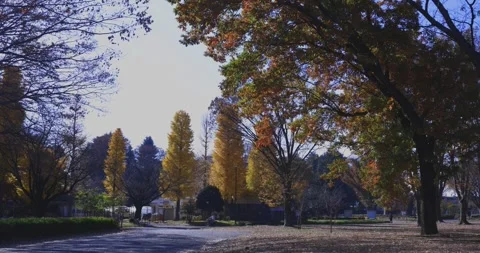 A yellow tall gingko tree at the public park in Tokyo in autumn wide shot Stock Footage 303736805