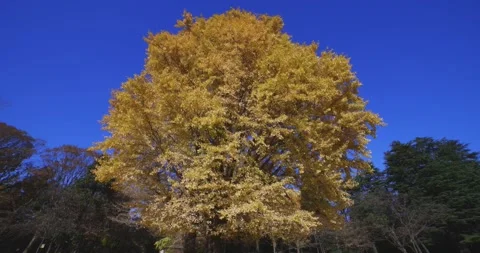 A yellow tall gingko tree at the public park in Tokyo in autumn tilt down Stock Footage 303736828