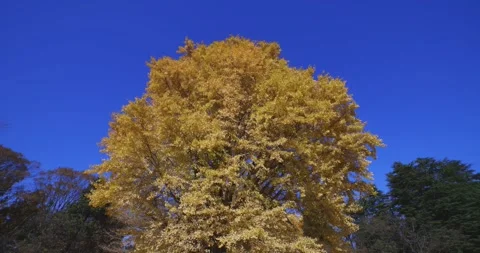 A yellow tall gingko tree at the public park in Tokyo in autumn Stock Footage 303736840