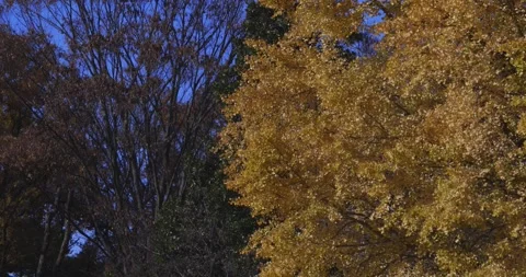 A yellow tall gingko tree at the public park in Tokyo in autumn tilt up Stock Footage 303736928