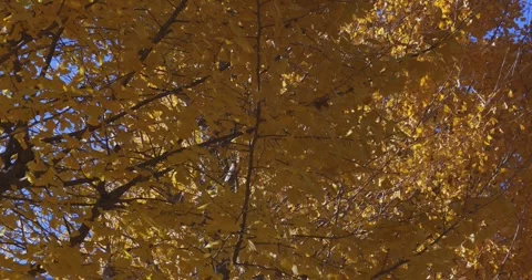 A yellow tall gingko tree at the public park in Tokyo in autumn Stock Footage 303736936